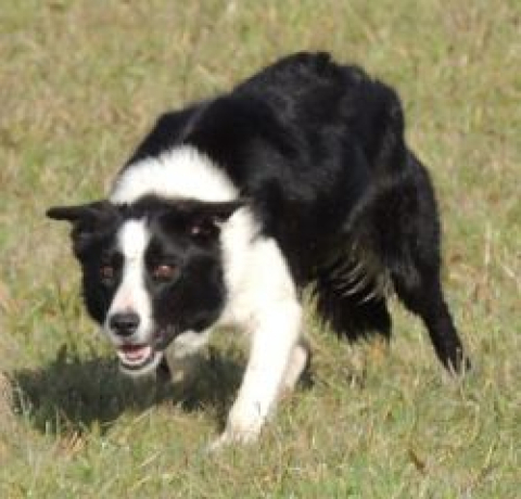 Bordercollieranch Jet