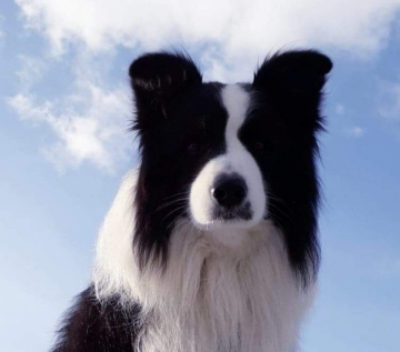 Tramp Z Pocztowej Border Collie