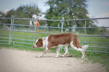 Herding Devils Move On Nugget