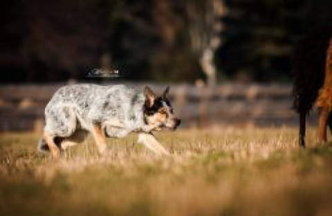 Genetic Iq Fetch'em All