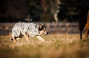Genetic Iq Fetch'em All