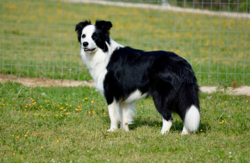 Kynagon Gateway To Heaven