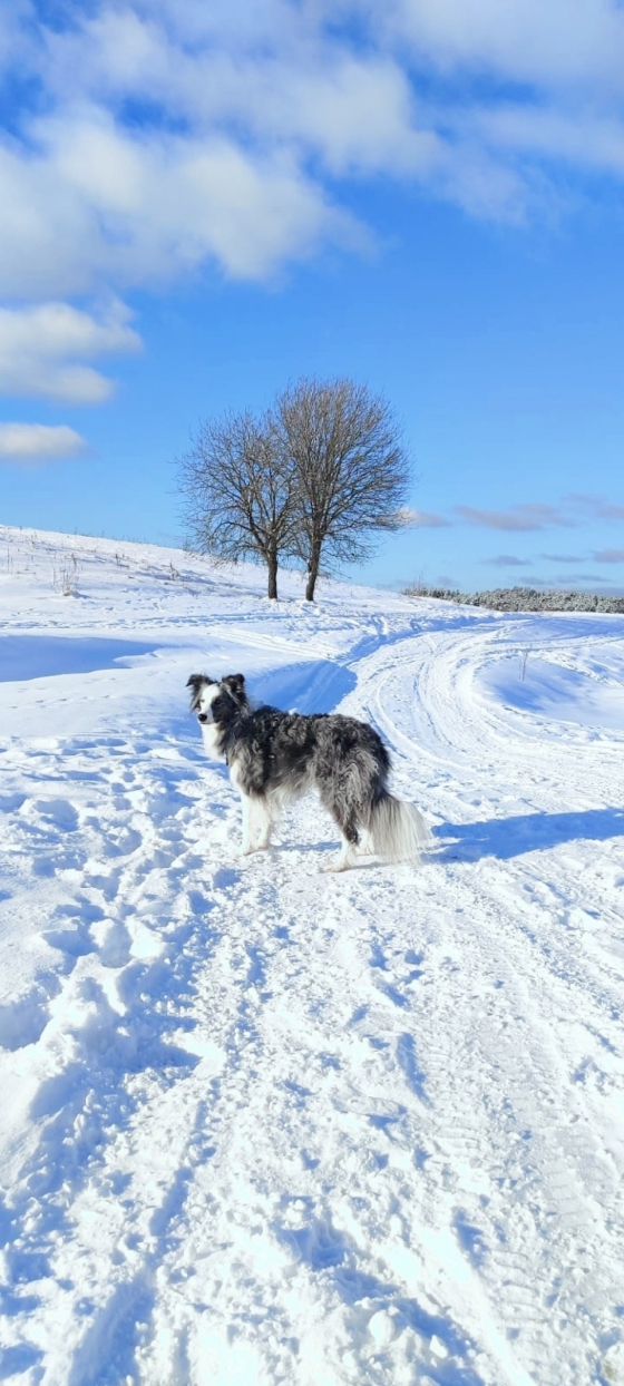 Ariel Princess Of World Ocean