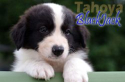 Tahoya BlackJack