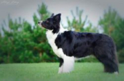 Hermiona z Pocztowej Border Collie