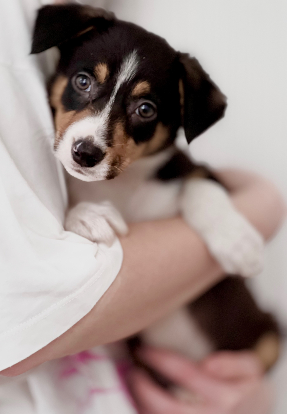 Yuna Utopiya Golden Sprint