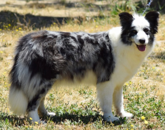 Mia Paradise Collies Dream Of Joy