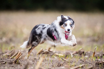 W Chia Vom Haus Seiffert