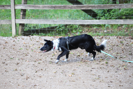 Spotty Dragons Mango Lassi