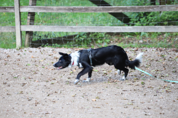 Spotty Dragons Mango Lassi