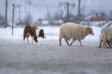 Dusk in Caledonia Storm of Caradhras