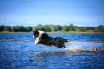 Vital Pet Gotta Be Your Star