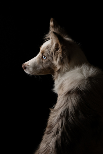 Vanilla Heart  Utopia