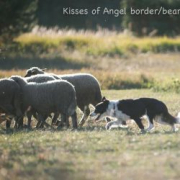 Kisses of Angel Sweet Panda