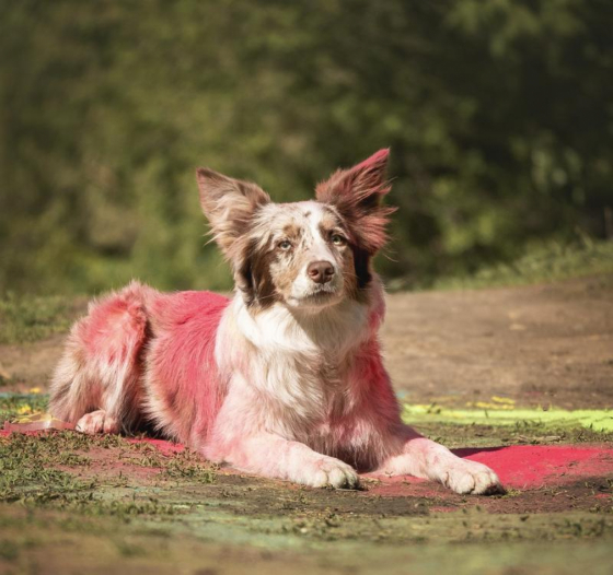 Aisknekht Istennaya Odinnadtsataya Zvezda