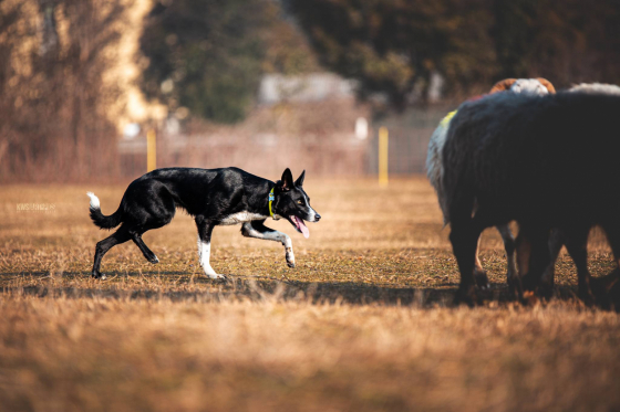 Tia Harribel dei Matiblu
