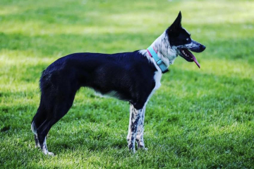 App's Deepl of Shallow Lake