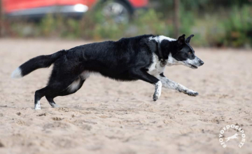 Follow the Leader Thunderbolt