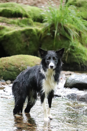 Vaya from Shepherds Own