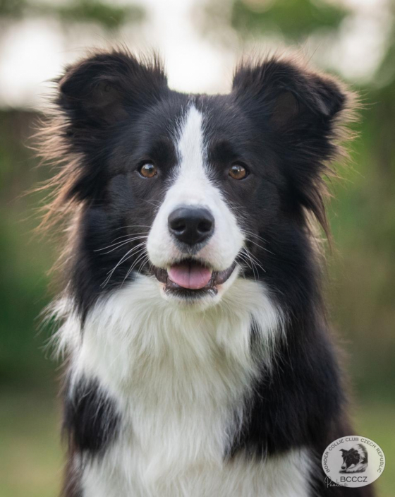 Nessie Vivid Dream Bohemia Alke