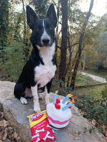 West Mist Dinamite Boy