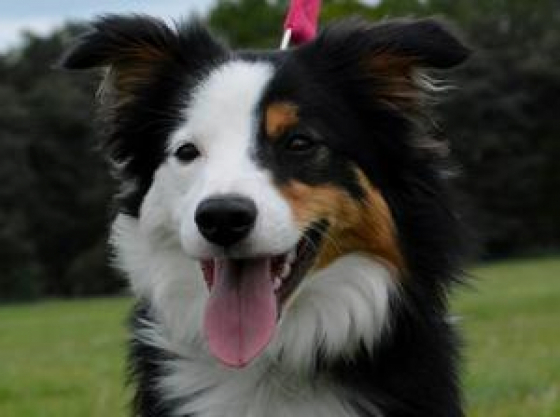 Borderpops Diamond Dazzler