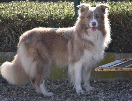 Ti Amo Of Maranns Home