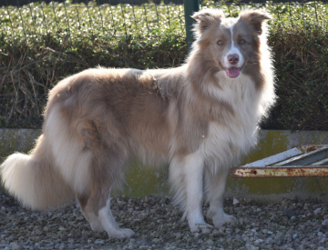 Ti Amo Of Maranns Home