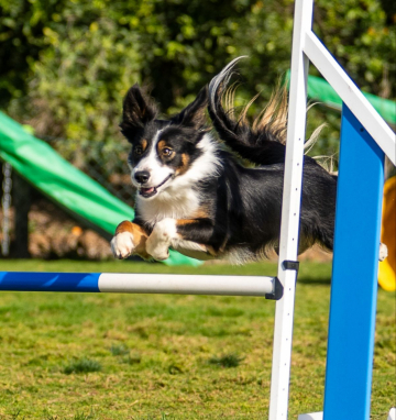 Quicksilver Wild Blackberry