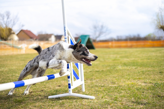 Dynamic Drive Triumph