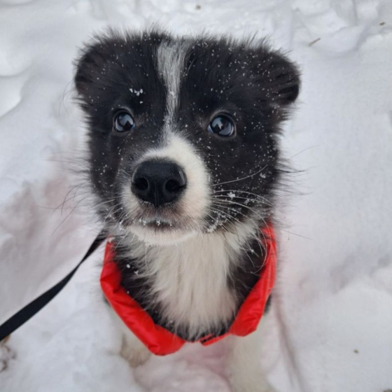 Universal Show Niusha