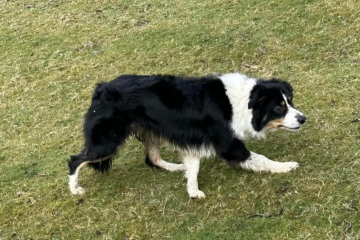 Heilan Ben