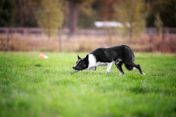 ForceForGood Tip For Luna Tale