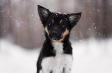 Even Gravity Gives Up When You're Full of Wool