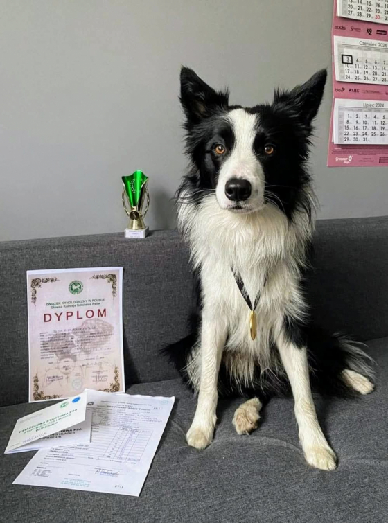 Teddy Bear Bonnie Scotland