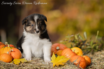 Seventy Seven Dream Radioman