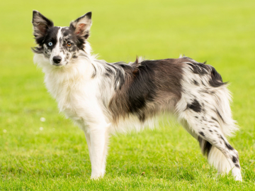 Nitroglycerin IbaZe Family Geluzee