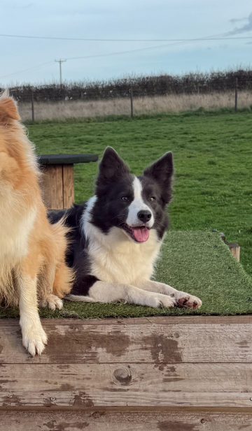 Donsedohr Moncreiffe Maid