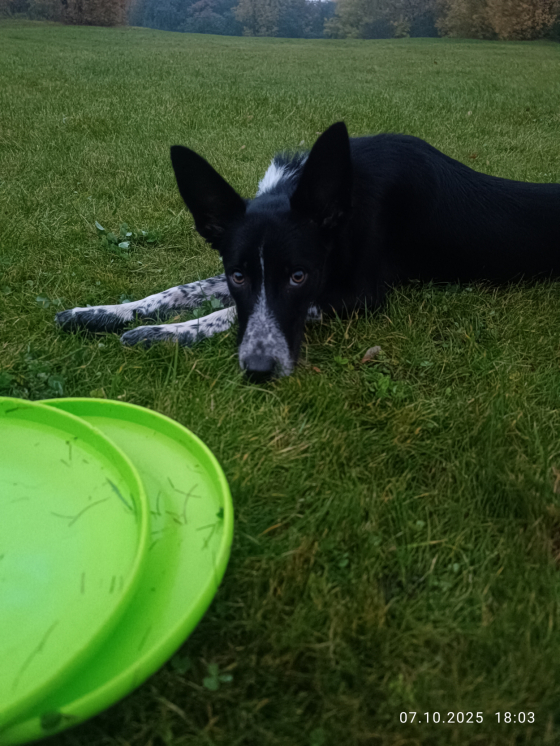 Rus Dendi Lot Rui Izumi