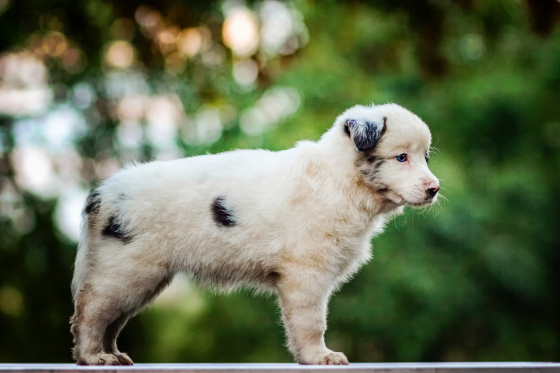 Just Unique Joke z Cernobilych