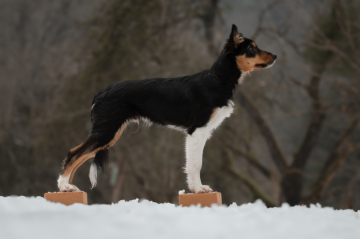 Every Star Belongs To You When You're Full of Wool