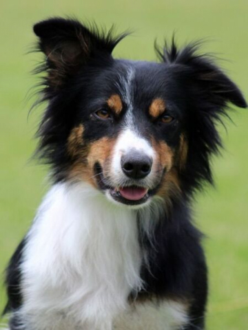 Emenems D'running Sushi