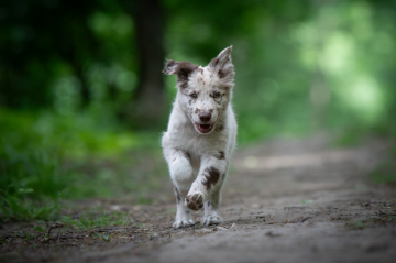 Coyote from Wapello forest