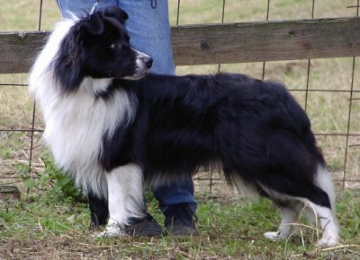 Brucley Best von Mauritius