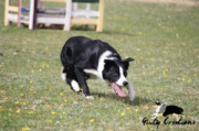 Loop'ing Freedom of Shepherd