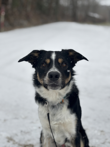 Spotty Dragons Muffin Woofin