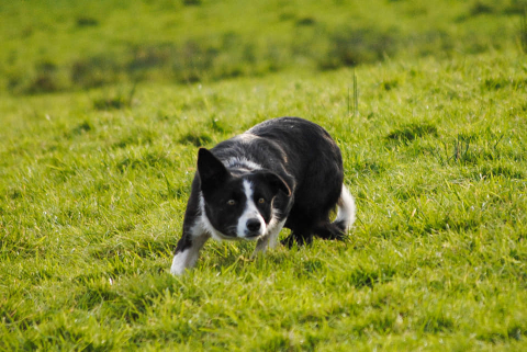Cloverhill Liz