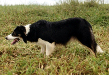 Llanfarian Tweed