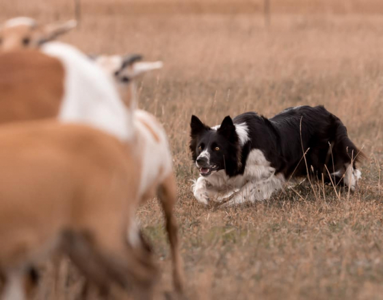 Daddys Little Girl von der Chestnut Ranch