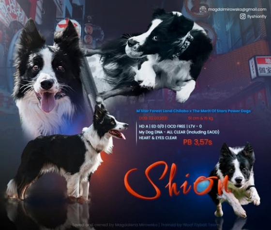 Soul Of Light Border's Harbour